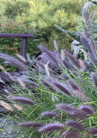 PENNISETUM alopecuroides Black Beauty